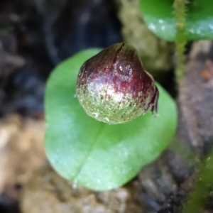 Corysanthes grumula at suppressed - 8 Aug 2022