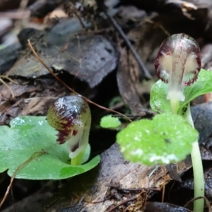 Corysanthes grumula at suppressed - suppressed