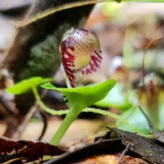 Corysanthes grumula at suppressed - suppressed