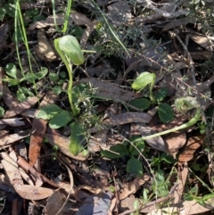 Pterostylis nutans (Nodding Greenhood) at Molonglo Valley, ACT - 9 Aug 2022 by Jenny54