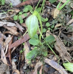 Pterostylis nutans at Point 5204 - 9 Aug 2022