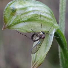 Mycomya sp. (genus) (A fungus gnat) at Paddys River, ACT - 2 Aug 2022 by RobG1