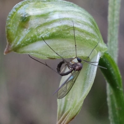 Mycomya sp. (genus) (A fungus gnat) at Tidbinbilla Nature Reserve - 2 Aug 2022 by RobG1