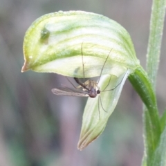 Mycomya sp. (genus) at Paddys River, ACT - 2 Aug 2022