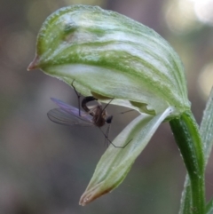 Mycomya sp. (genus) at Paddys River, ACT - 2 Aug 2022