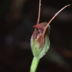 Pterostylis pedunculata (Maroonhood) at Vincentia, NSW - 3 Aug 2022 by AnneG1