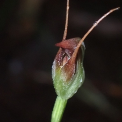 Pterostylis pedunculata (Maroonhood) at Vincentia, NSW - 3 Aug 2022 by AnneG1