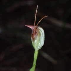 Pterostylis pedunculata at Vincentia, NSW - suppressed