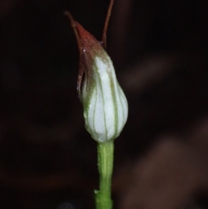 Pterostylis pedunculata at Vincentia, NSW - suppressed