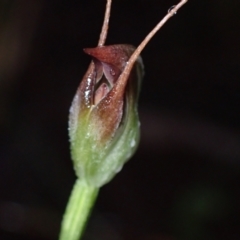 Pterostylis pedunculata at Vincentia, NSW - suppressed