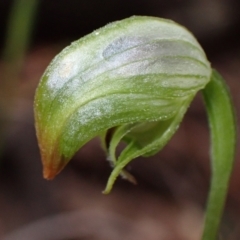 Pterostylis hispidula (Small Nodding Greenhood) at Callala Creek Bushcare - 31 Jul 2022 by AnneG1