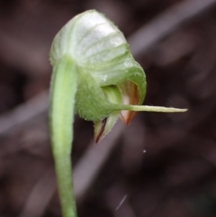 Pterostylis hispidula at Myola, NSW - suppressed
