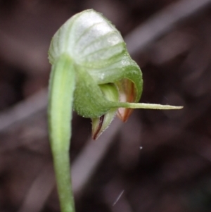 Pterostylis hispidula at Myola, NSW - 31 Jul 2022