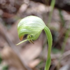 Pterostylis hispidula at Myola, NSW - 31 Jul 2022