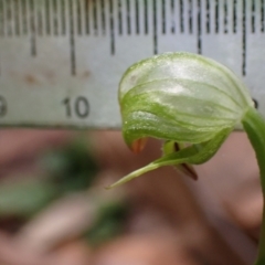 Pterostylis hispidula at Myola, NSW - 31 Jul 2022