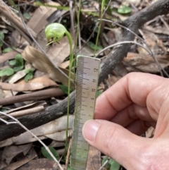 Pterostylis hispidula at Myola, NSW - 31 Jul 2022