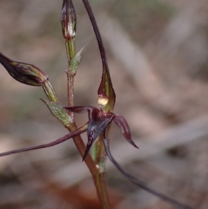 Acianthus caudatus at Myola, NSW - suppressed