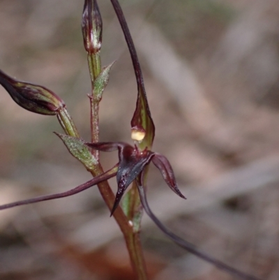 Acianthus caudatus (Mayfly Orchid) at Callala Creek Bushcare - 31 Jul 2022 by AnneG1