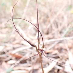 Acianthus caudatus at Myola, NSW - suppressed