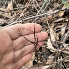 Acianthus caudatus at Myola, NSW - suppressed