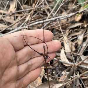 Acianthus caudatus at Myola, NSW - 31 Jul 2022