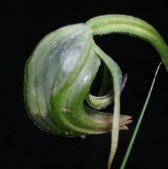 Pterostylis nutans (Nodding Greenhood) at Huskisson, NSW - 25 Jul 2022 by AnneG1