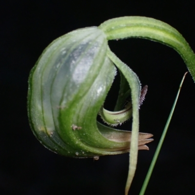 Pterostylis nutans (Nodding Greenhood) at Huskisson, NSW - 25 Jul 2022 by AnneG1