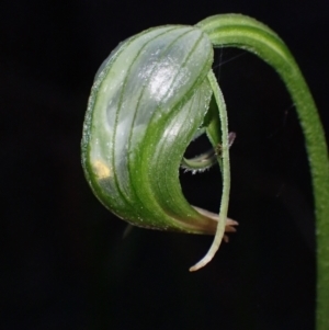 Pterostylis nutans at Huskisson, NSW - suppressed