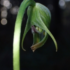 Pterostylis nutans at Huskisson, NSW - suppressed