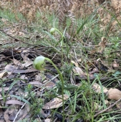 Pterostylis nutans at Huskisson, NSW - suppressed