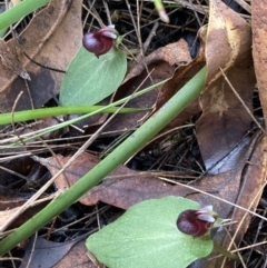 Corybas unguiculatus (Small Helmet Orchid) at Jervis Bay National Park - 28 Jul 2022 by AnneG1