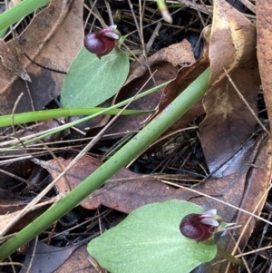 Corybas unguiculatus at Vincentia, NSW - 28 Jul 2022