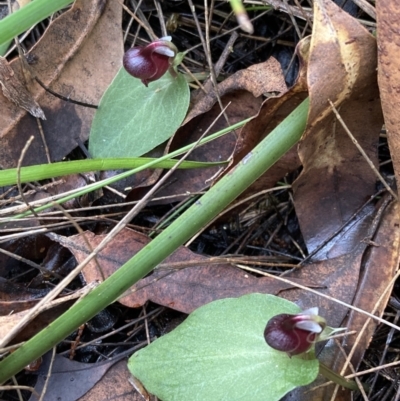 Corybas unguiculatus (Small Helmet Orchid) at Vincentia, NSW - 28 Jul 2022 by AnneG1