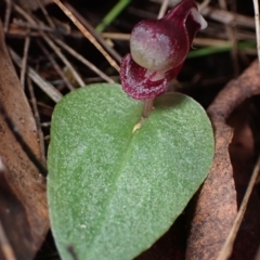 Corybas unguiculatus at Vincentia, NSW - suppressed