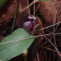 Corybas unguiculatus at Vincentia, NSW - 28 Jul 2022