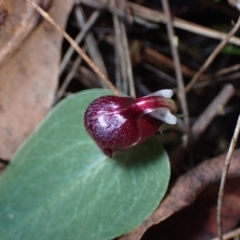 Corybas unguiculatus at Vincentia, NSW - suppressed