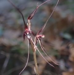 Acianthus caudatus (Mayfly Orchid) at Booderee National Park - 27 Jul 2022 by AnneG1