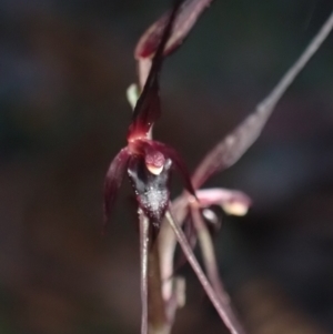 Acianthus caudatus at Jervis Bay, JBT - suppressed