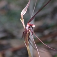 Acianthus caudatus at Jervis Bay, JBT - suppressed