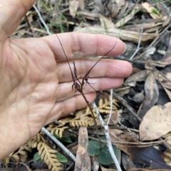 Acianthus caudatus at Jervis Bay, JBT - 27 Jul 2022