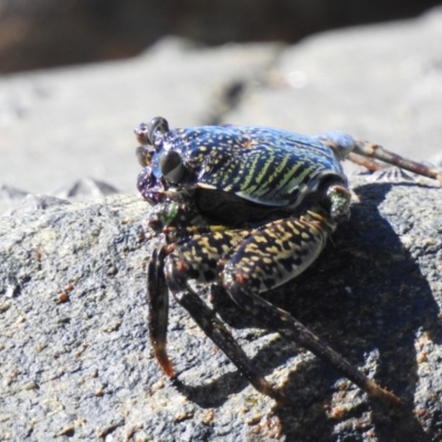 Unidentified Other Crustacean at Oak Beach, QLD - 6 Aug 2022 by GlossyGal