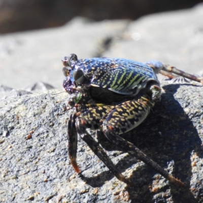Unverified Other Crustacean at Oak Beach, QLD - 6 Aug 2022 by GlossyGal