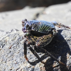 Unidentified Other Crustacean (TBC) at Oak Beach, QLD - 6 Aug 2022 by GlossyGal