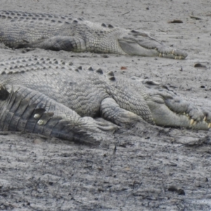 Crocodylus porosus at Mowbray, QLD - 8 Aug 2022 11:43 AM