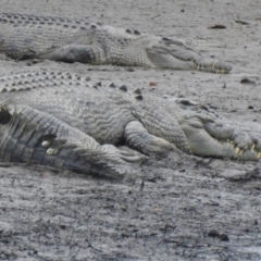 Crocodylus porosus (Saltwater Crocodile, Estuarine Crocodile) at Mowbray, QLD - 8 Aug 2022 by GlossyGal
