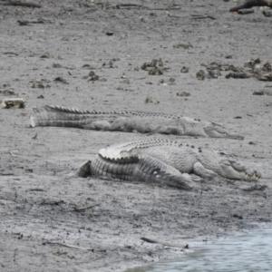 Crocodylus porosus at Mowbray, QLD - 8 Aug 2022