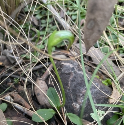 Pterostylis nutans (Nodding Greenhood) at Aranda, ACT - 9 Aug 2022 by lbradley