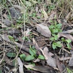 Pterostylis nutans at Aranda, ACT - 9 Aug 2022