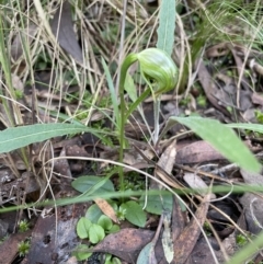 Pterostylis nutans at Aranda, ACT - suppressed