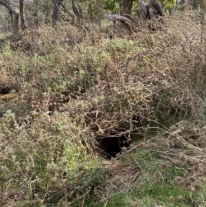 Oryctolagus cuniculus at Watson, ACT - 8 Aug 2022